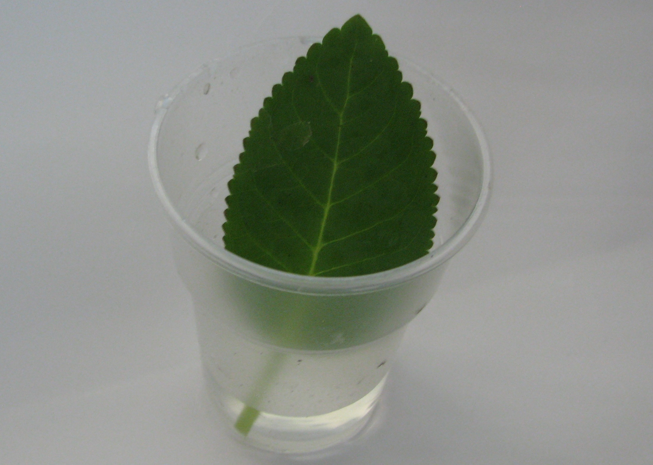 Глоксиния черенкование листом