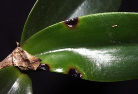 черные пятна на орхидеи