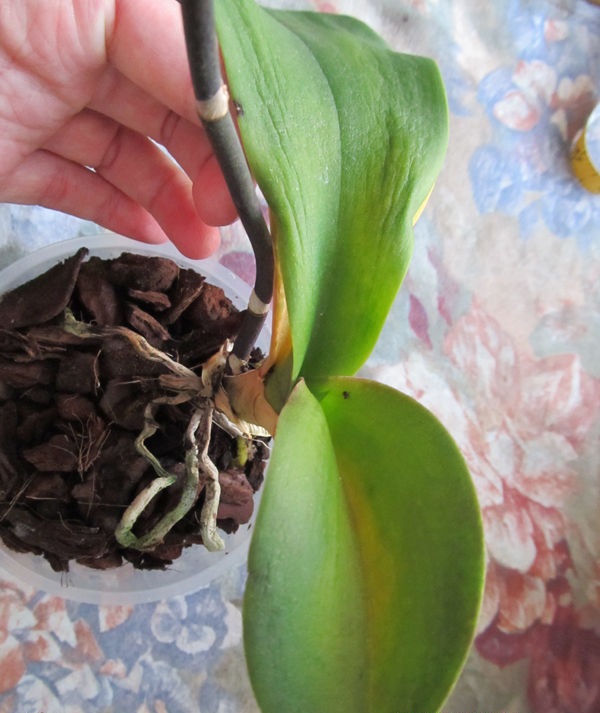 орхидея фаленопсис желтеют нижние листья