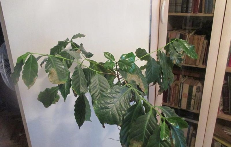 кофейное дерево чернеют листья