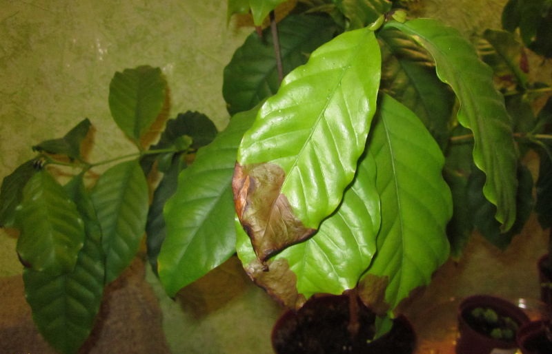 кофейное дерево темнеют листья