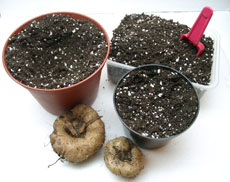 глоксиния почва