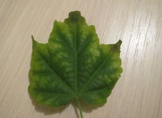 абутилон листья