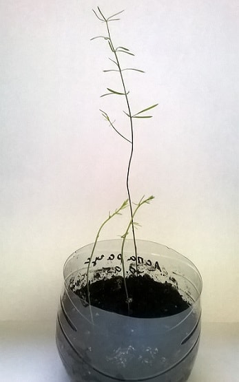 аспарагус из семян дома